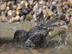Juvenile Starling bathing